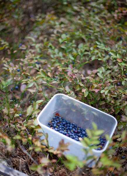 Gather blueberries in the forest. Bowl with blue berries. Wild blueberry harvest. Berry and bush berries
