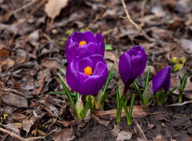 Violet Crocus çiçeği. Bahçede bahar çiçekleri - timsahlar. Zarif parlak tomurcuk
