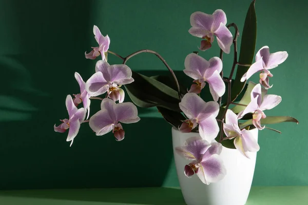 Pink Orchid Two Branches White Purple Phalaenopsis Buds Phalaenopsis Indoor — Zdjęcie stockowe