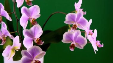 Pembe orkide iki dal. Beyaz mor falaenopsis tomurcukları. Phalaenopsis kapalı alan çiçeği. Yeşil arka planda çiçekler. Saksıda çiçek açan orkideler..