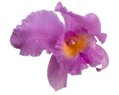 Beyaz arka planda büyük mor orkide izole edilmiş. Leylak Cattleya çiçeği. Bud bitkisi. Cattleya orkidesi Blc Zafer Töreni Seto Cattleyas, Vandas, Dendrobium çiçek açtı.