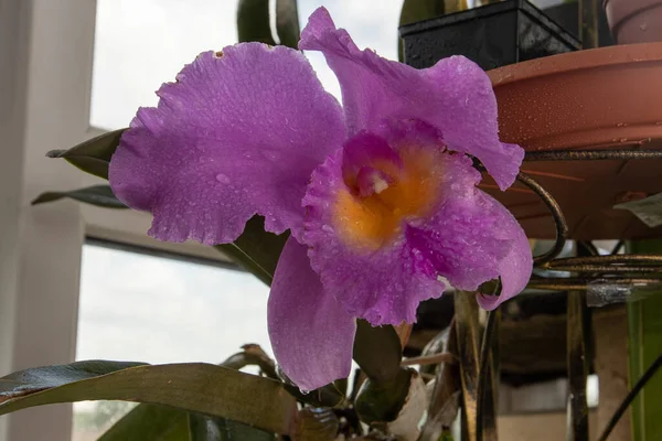 Grande Orchidée Violette Lilas Cattleya Fleur Bud Plant Orchidée Cattleya — Photo