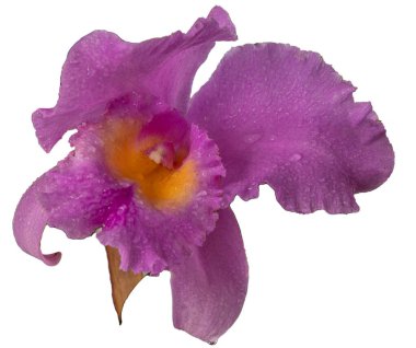 Beyaz arka planda büyük mor orkide izole edilmiş. Leylak Cattleya çiçeği. Bud bitkisi. Cattleya orkidesi Blc Zafer Töreni Seto Cattleyas, Vandas, Dendrobium çiçek açtı.