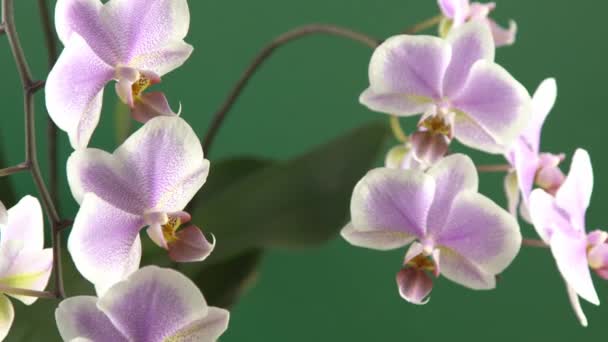 ピンクの蘭の2つの枝 白い紫色の頭足類の芽 Phalenopsis屋内花 緑の背景に花を咲かせます 鍋に蘭の花を閉じる — ストック動画
