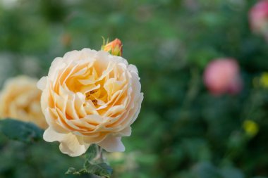 Çiçekli gül tomurcuğu. Yaz çiçeği yakın plan. Çiçek arkaplan. Çiçek tarlasında doğa. Bahçıvanlık. Bahçede gül yaprakları. Nazikçe bej turuncu gül rengi.