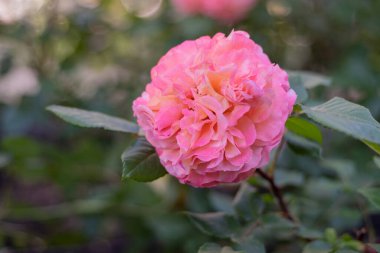 Çiçekli gül tomurcuğu. Yaz çiçeği yakın plan. Çiçek arkaplan. Çiçek tarlasında doğa. Bahçıvanlık. Bahçede gül yaprakları. Nazikçe pembe gül rengi.