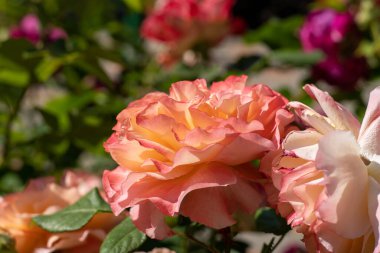 Çiçekli gül tomurcuğu. Yaz çiçeği yakın plan. Çiçek arkaplan. Çiçek tarlasında doğa. Bahçıvanlık. Bahçede gül yaprakları.