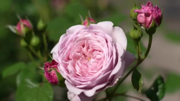 Virágzó Rózsabimbó Nyári Virág Közelkép Virágos Háttér Természet Virágágyásban Kertészkedés — Stock videók