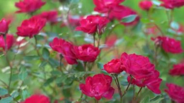 Çiçekli gül tomurcuğu. Yaz çiçeği yakın plan. Çiçek arkaplan. Çiçek tarlasında doğa. Bahçıvanlık. Bahçede gül yaprakları. Nazikçe kırmızı renk.