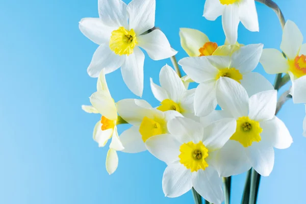 Białe Żółte Żonkile Niebieskim Tle Kwiat Pomarańczowym Środkiem Wiosenne Kwiaty — Zdjęcie stockowe