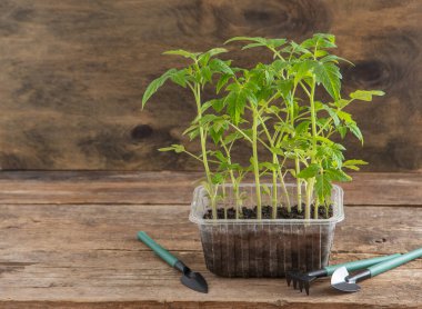 Domates tohumları. Bahar bahçıvanlığı. Domates çalısı. Evde sebze yetiştir. Üreme ve sebze bahçesi ekme. Bir kutuya yerleştir. Ahşap arkaplan.