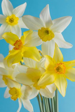 Mavi arka planda beyaz ve sarı nergisler. Turuncu merkezli çiçek. Bahar çiçekleri. Basit bir nergis otu. Narcissus buketi. Çiçek konsepti.