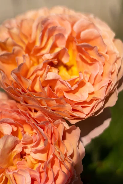 バラの蕾を咲かせます 夏の花の終わり 花の背景 花壇の自然 ガーデニング 庭のオレンジの花びらをバラ — ストック写真