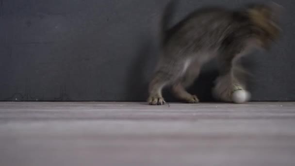 Kitten Plays Tennis Shuttlecock Domestic Gray Cat Playful Pet Animal — Stock Video