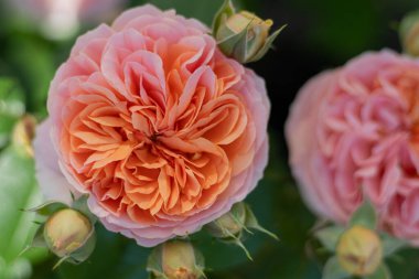 Çiçekli gül tomurcuğu. Yaz çiçeği yakın plan. Çiçek arkaplan. Çiçek tarlasında doğa. Bahçıvanlık. Bahçede gül yaprakları. Nazikçe bej turuncu gül rengi.