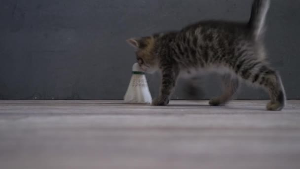 Kitten Plays Tennis Shuttlecock Domestic Gray Cat Playful Pet Animal — Stock Video