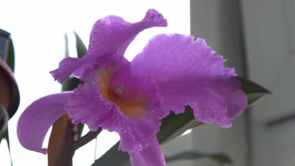 Große Lila Orchidee Flieder Cattleya Blume Knospenpflanze Cattleya Orchidee Blc — Stockvideo