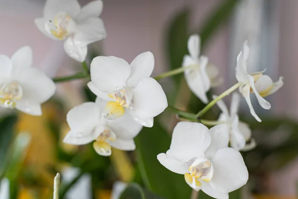 Orquídeas Botões Brancos Fundo Orquídea Phalaenopsis Bud Ramo Flores Flor — Fotografia de Stock