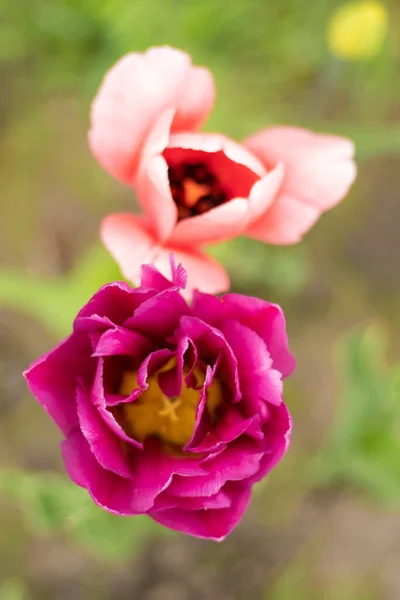 ブルゴーニュ緑豊かなチューリップ 花壇にピンクのチューリップ 八重咲きチューリップ ナイトウォッチチューリップダブル深夜マジック 庭に花を咲かせます 美しい春の花 花の背景 — ストック写真