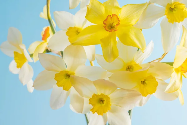 Białe Żółte Żonkile Niebieskim Tle Kwiat Pomarańczowym Środkiem Wiosenne Kwiaty — Zdjęcie stockowe