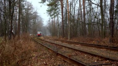 Ormandaki tramvay rayların üzerinde. Sonbaharda sisli bir gün. Şehir ulaşımı. Elektrikli tramvay. Sis. Uzun çam ağaçları. Çam ağacı. Doğa manzarası. Pushcha-Voditsa, Kyiv, Ukrayna - Kasım 2021.