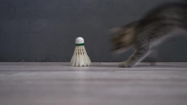 Chaton Joue Avec Une Navette Tennis Chat Gris Domestique Animal — Video