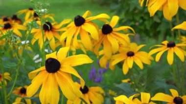 Rudbeckia 'nın sarı çiçekleri rüzgarda sallanıyor. Bahçedeki çiçek tarhında bir yaz çiçeği. Tomurcuklar kapanıyor. Doğal arka plan. Rudbeckia fulgida türü Goldsturm sullivantii. Hint Yazı