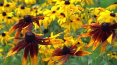 The yellow flowers of Rudbeckia sway in the wind. Summer flower in a flower bed in the garden. Buds close up. Natural background. Rudbeckia fulgida sort Goldsturm sullivantii. Indian Summer
