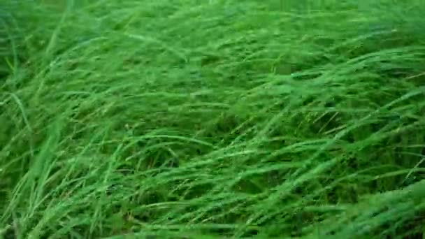 Long Grass Flutters Wind Tall Grass Field Natural Green Background — ストック動画