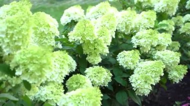 White and green hydrangea flowers. Flowering in the garden in summer. Large bud. Hydrangea flower swaying branches in the wind.