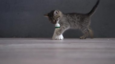 Kedi yavrusu bir tenis topuyla oynuyor. Evcil gri kedi. Neşeli evcil hayvan. Evde hayvan var..