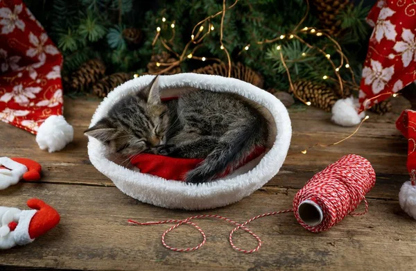 Kitten sleeps in santa claus hat. Christmas cat pet sleeping. Presents concept. Portrait of kitten. Adorable tabby animal, Close up funny winter card.