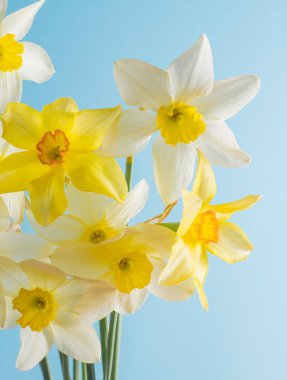 Mavi arka planda beyaz ve sarı nergisler. Turuncu merkezli çiçek. Bahar çiçekleri. Basit bir nergis otu. Narcissus buketi. Çiçek konsepti.