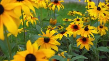 Rudbeckia 'nın sarı çiçekleri rüzgarda sallanıyor. Bahçedeki çiçek tarhında bir yaz çiçeği. Tomurcuklar kapanıyor. Doğal arka plan. Rudbeckia fulgida türü Goldsturm sullivantii. Hint Yazı