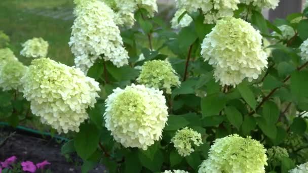 Beyaz Yeşil Ortanca Çiçekleri Yazın Bahçede Çiçek Açmak Büyük Tomurcuk — Stok video