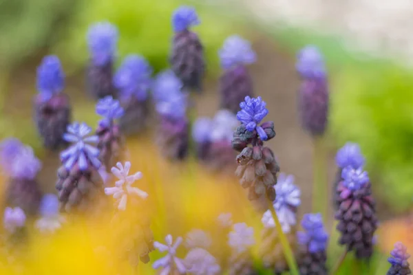 Muscari Purple Flowers Flower Bed Garden Blue Buds Close Spring — Stock fotografie