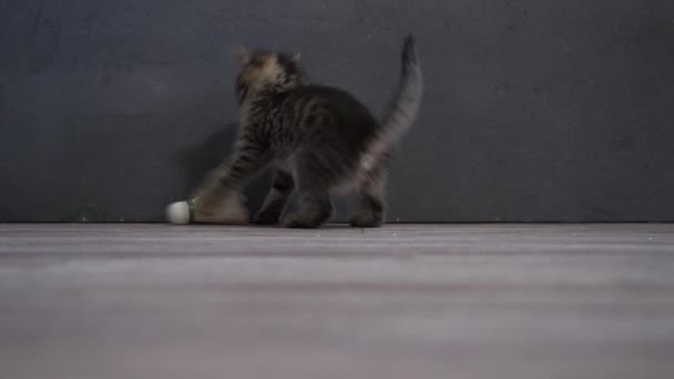 子猫はテニスシャトルで遊ぶ 国内のグレーの猫 遊び心のあるペット 家での動物 — ストック動画