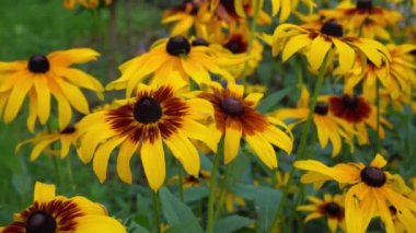 Rudbeckia 'nın sarı çiçekleri rüzgarda sallanıyor. Bahçedeki çiçek tarhında bir yaz çiçeği. Tomurcuklar kapanıyor. Doğal arka plan. Rudbeckia fulgida türü Goldsturm sullivantii. Hint Yazı