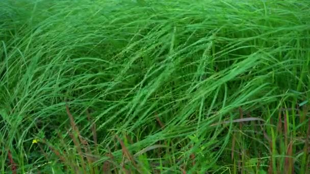 Long Grass Flutters Wind Tall Grass Field Natural Green Background — 图库视频影像
