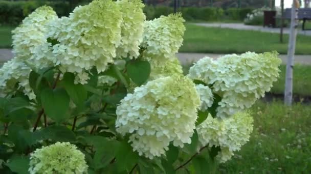 White Green Hydrangea Flowers Flowering Garden Summer Large Bud Hydrangea — Vídeo de Stock
