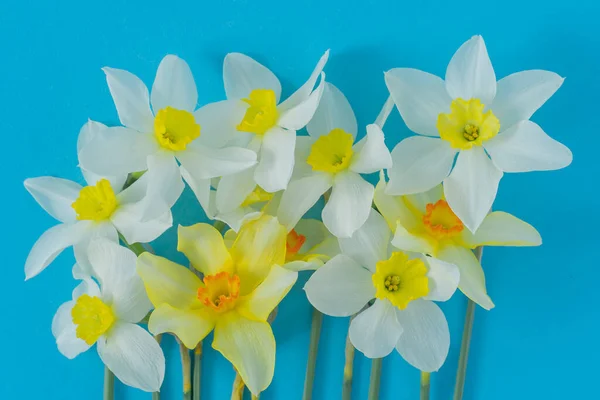Bílé Žluté Narcisy Modrém Pozadí Květ Oranžovým Středem Jarní Květiny — Stock fotografie