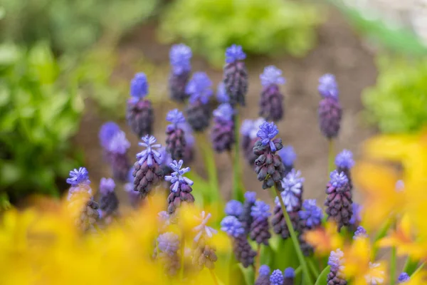 Muscari Purple Flowers Flower Bed Garden Blue Buds Close Spring — 스톡 사진