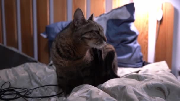 Gray Tabby Cat Close Portrait Pet Licking Itself Mustache Muzzle — Stock Video