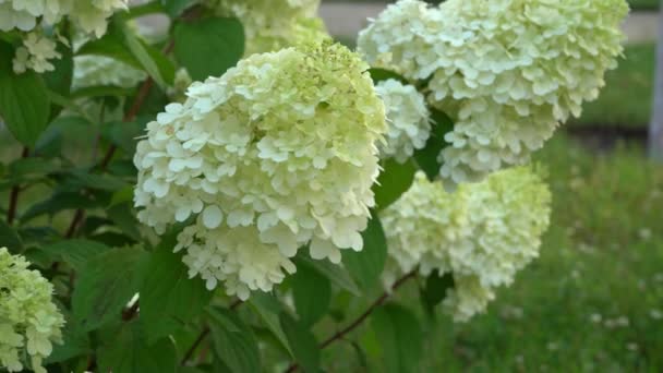 Beyaz Yeşil Ortanca Çiçekleri Yazın Bahçede Çiçek Açmak Büyük Tomurcuk — Stok video