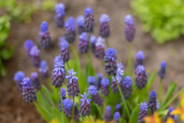 Muscari Purple Flowers Flower Bed Garden Blue Buds Close Spring — Fotografia de Stock