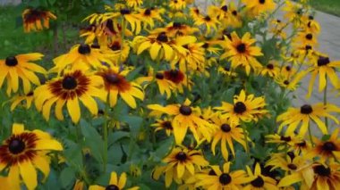 Rudbeckia 'nın sarı çiçekleri rüzgarda sallanıyor. Bahçedeki çiçek tarhında bir yaz çiçeği. Tomurcuklar kapanıyor. Doğal arka plan. Rudbeckia fulgida türü Goldsturm sullivantii. Hint Yazı
