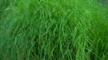 Uzun otlar rüzgarda dalgalanıyor. Tarlada uzun otlar. Doğal yeşil arkaplan.