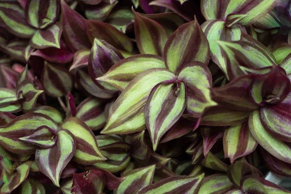 Tradescantia Motley Multicolor Home Flower Purple Leaves Grade Leonora Blossfeldiana — Stock Fotó