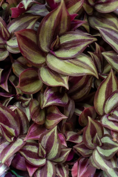 Tradescantia Motley Multicolor Home Flower Purple Leaves Grade Leonora Blossfeldiana — Stock Fotó
