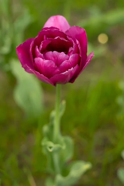 Burgundy Lush Tulip Pink Tulips Flower Bed Double Flowering Tulips — Fotografia de Stock